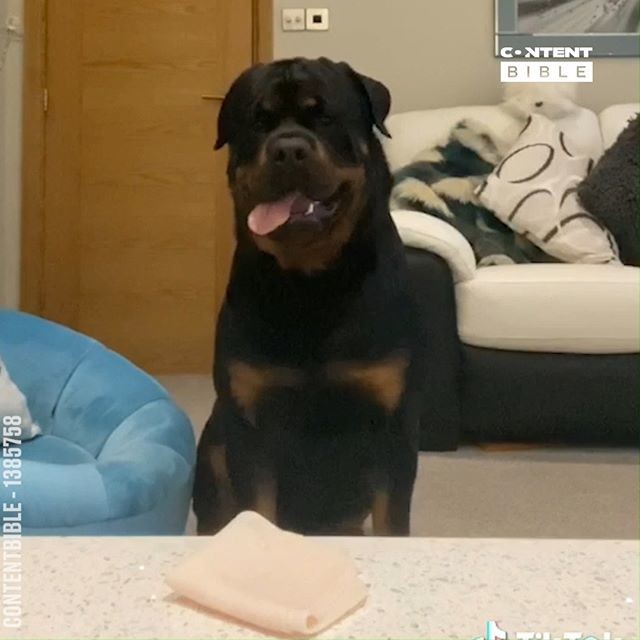 Muero por este perro!