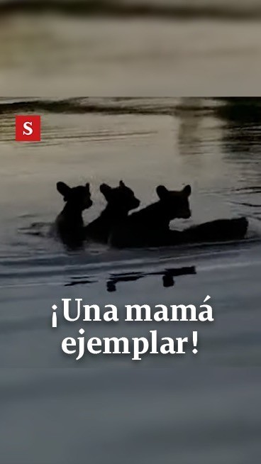 Lo mas tierno que he visto🐻