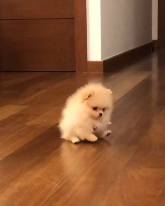 Necesito este perrito en mi vida!!
