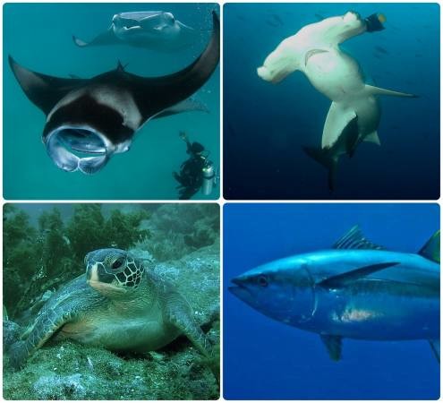 Tiburones, mantarrayas, atunes, calamares, tortugas y hasta aves, las especies que son arrasadas por la flota china en las cercanías de Ecuador